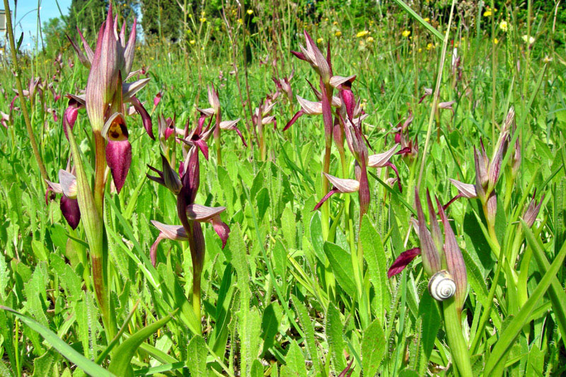 Orchidee del Chianti - Ophrys sphegodes e altre...